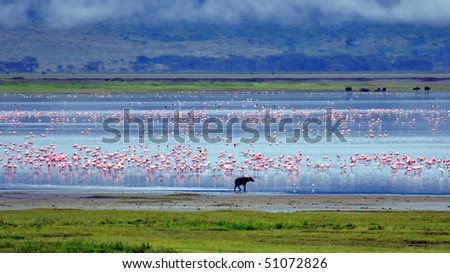 Hyena with a lake full of pink flamingos in the Ngorongoro Crater, Tanzania