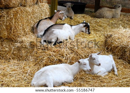 Goats and hay barn