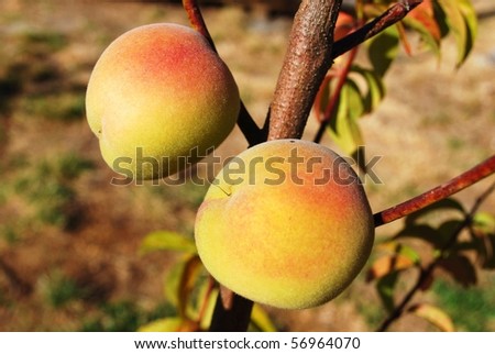 Ripe arctic sweet white peaches (Prunus persica) on a tree