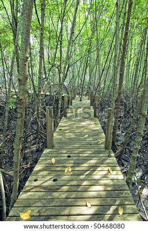 Mangrove full of mangrove forest