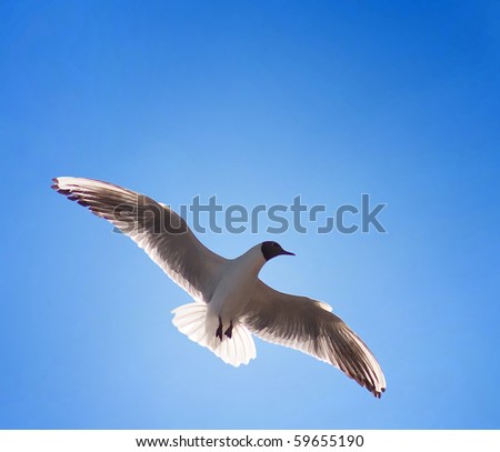 Clipping Path. Seagull against the blue sky. In free flight.