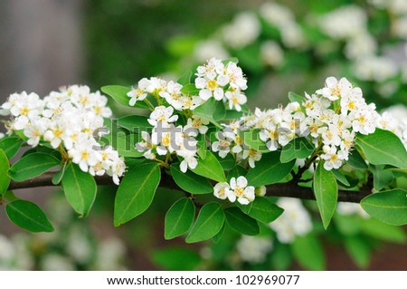 White flowers of branch of bird cherry tree in Fulda, Hessen, Germany