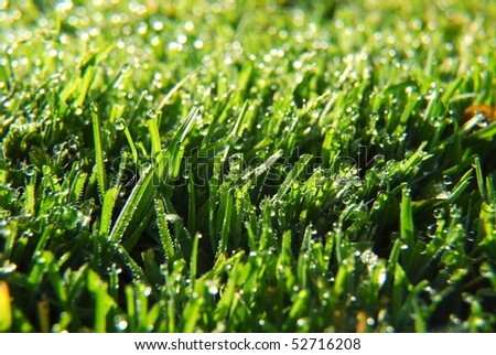 Green Fresh Cut Spring Grass Field