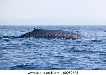big blue whale
