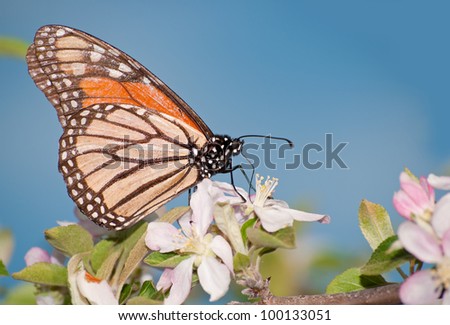 Beautiful Monarch butterfly feeding on an apple blossom, a sign of spring