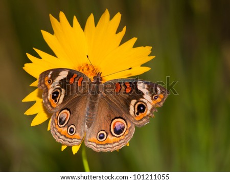 Colorful Common Buckeye butterfly, Junonia coenia, on a yellow Coreopsis flower on a late spring evening