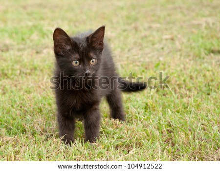 Black kitten in grass, with an alert look on her face