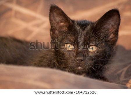 Sneaky black kitten ready to jump on an unsuspecting victim