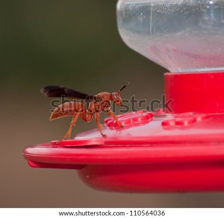 Unwelcome guest at Hummingbird feeder - a Red Wasp has scared off Hummingbirds