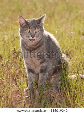 Beautiful blue tabby cat in grass