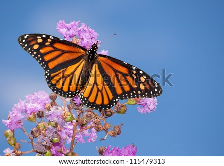 Beautiful Monarch butterfly on a purple Crape Myrtle against blue summer sky