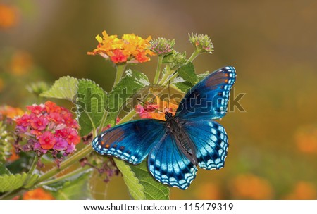 Beautiful Red Spotted Purple Admiral butterfly on colorful Lantana flower in sunshine