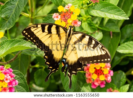 Beautiful yellow and black Eastern Tiger Swallowtail butterfly pollinating a colorful Lantana flower
