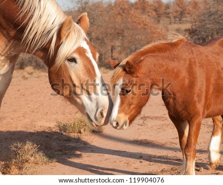 Large Belgian draft horse making friends with a tiny little pony, sniffing noses