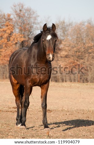 Front view of a dark bay Arabian horse in the pasture, looking at the viewer with curiosity