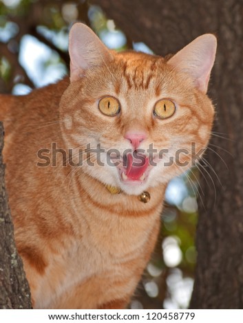 Comical image of a orange tabby cat with his mouth open