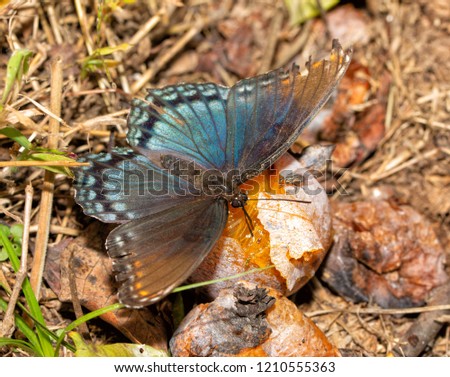 Red-spotted Purple butterfly feeding juices and nitrogen off of a fermenting Persimmon fruit