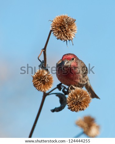 Male House Finch looking for seeds in a dry Sunflower in winter
