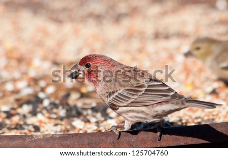Male House Finch eating seeds at a feeding station in winter