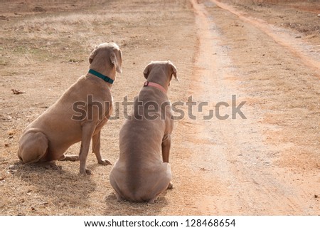 Two dogs waiting by a driveway for someone to come home; looking up the road, missing their people