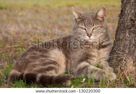 Blue tabby cat leaning on a tree in early spring