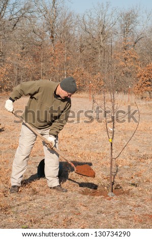 Man shoveling dirt in a hole where he just planted a fruit tree