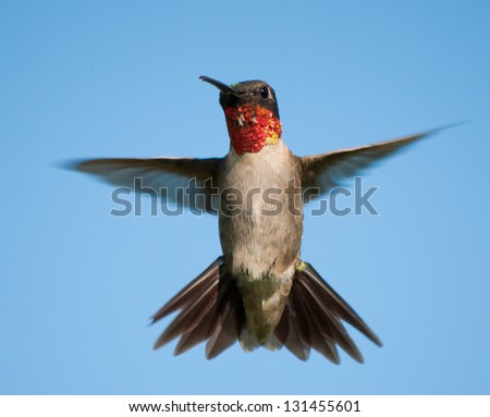 Front view of a male Hummingbird in flight with wings and tail spread out, against clear blue sky
