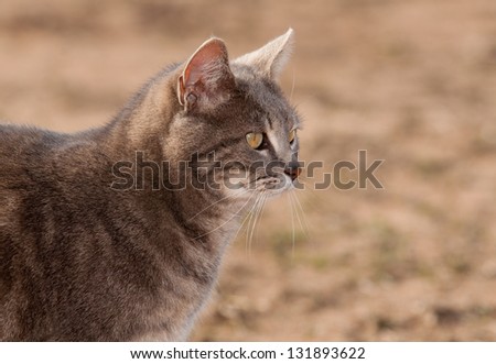 Beautiful blue tabby cat looking to the right, in spring sun
