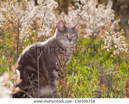 Blue tabby cat out in sunshine with white wildflower background