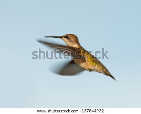 Female Ruby-throated Hummingbird hovering, against blue sky