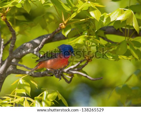 Painted Bunting, Passerina ciris, perched in a Hickory tree with bright green spring foliage
