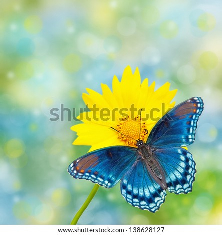 Red-spotted Purple Admiral on yellow Coreopsis flower, against dreamy blue and green bokeh background