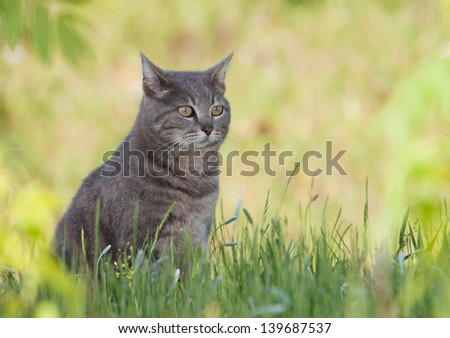 Beautiful blue tabby cat sitting in spring grass in a shade