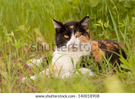Beautiful calico cat resting in spring grass, looking at the viewer