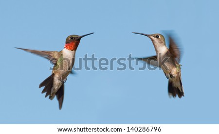 Two Ruby-throated Hummingbirds, a male and female, flying with a blue sky background