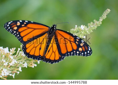 Male Monarch butterfly feeding on a white flowers of a butterfly bush against summer green background