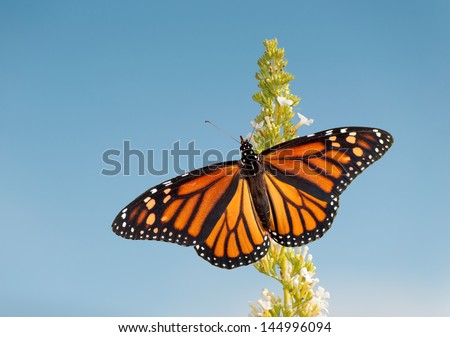 Female Monarch butterfly feeding on white flower cluster of a Butterfly bush, against blue sky