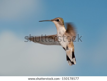 Female Ruby-throated Hummingbird in flight, looking at the viewer, against partly cloudy sky