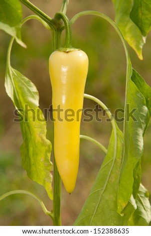 Banana pepper growing in the garden