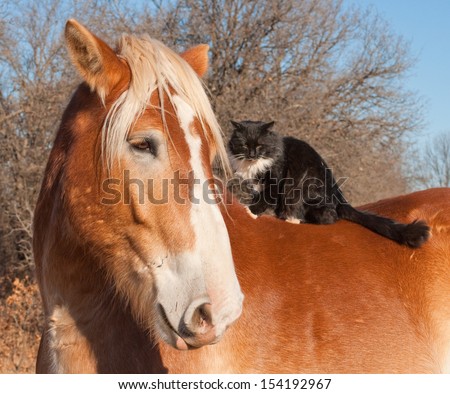 Big Belgian Draft horse with a long haired black and white cat sitting on his back
