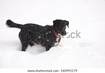 Black dog in deep snow in heavy snowfall