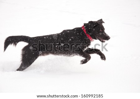 Happy black dog playing in deep snow in heavy snow fall