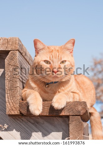 Ginger tabby cat resting on a wooden step, looking at the viewer