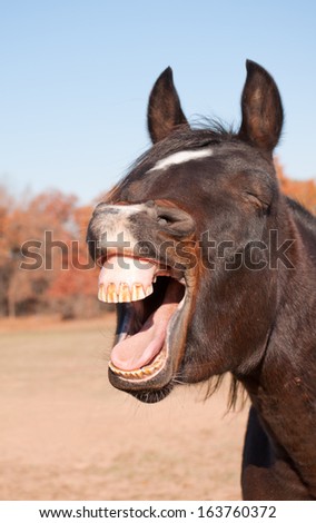 Dark Bay Horse Yawning, Looking Like He Is Laughing