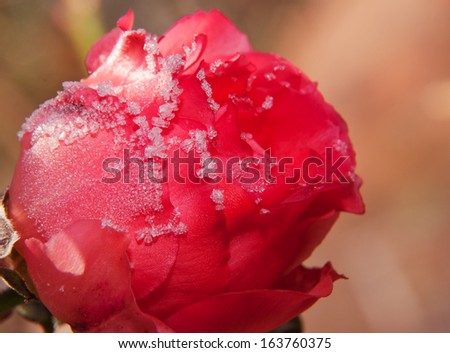 Frost crystals on a flaming red rose in early morning light
