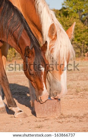 Two horses licking on a salt block