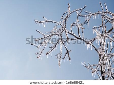 Tree covered in thick, glittering ice after an ice storm, with sun starting to melt the icicles