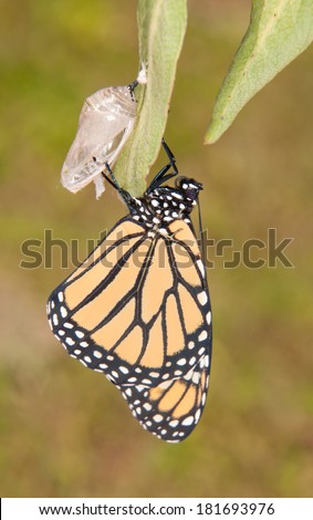 Monarch butterfly moments after eclosion from its chrysalis, waiting for its wings to fill up