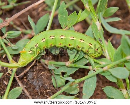 White-lined Sphinx Moth caterpillar feeding on Common Knotgrass, Polygonum aviculare