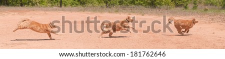 Ginger tabby cat running across red sand in full speed at different phases of stride, a panorama with three images